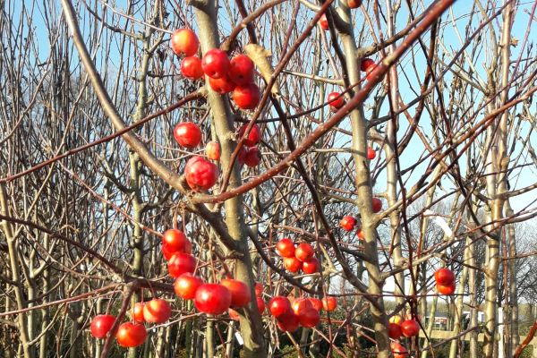 Bomen planten in de winter