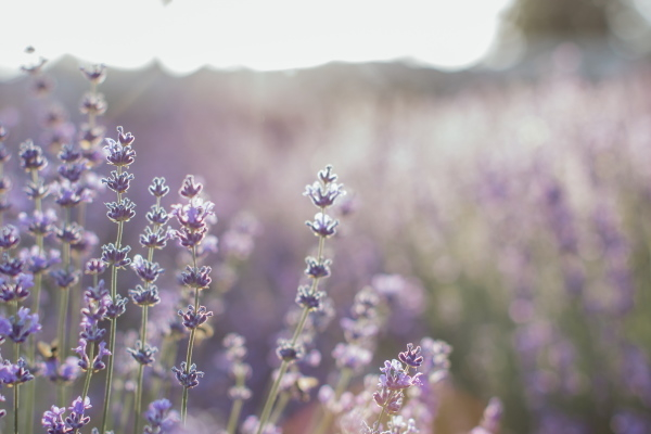 Lavendel - Alles wat u moet weten
