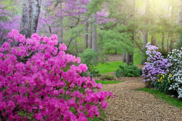 Rhododendron - Alles wat u nog niet wist over deze groenblijver