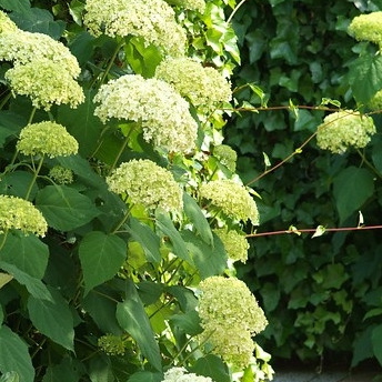 Hortensia's