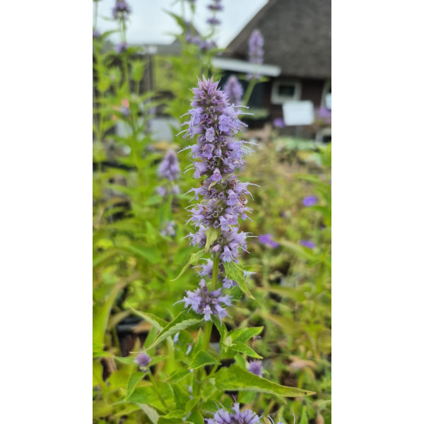 Agastache Blue Fortune - Dropplant
