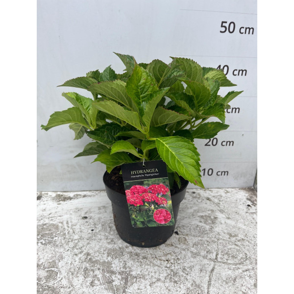 Hydrangea macr. Alpengluhen - Bolhortensia