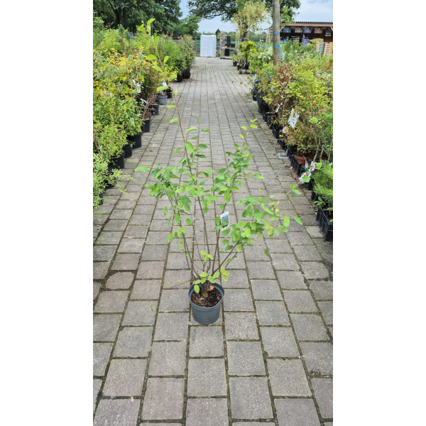 Amelanchier lamarckii - Krent