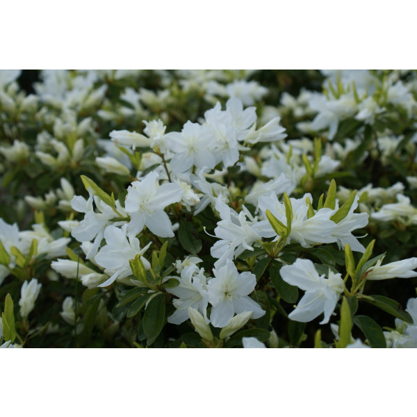 Azalea - Rhododendron 'Adonis'
