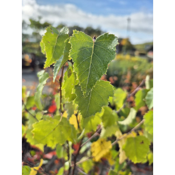 Betula pendula - Ruwe berk
