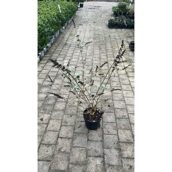 Buddleja davidii Black Knight - Vlinderstruik