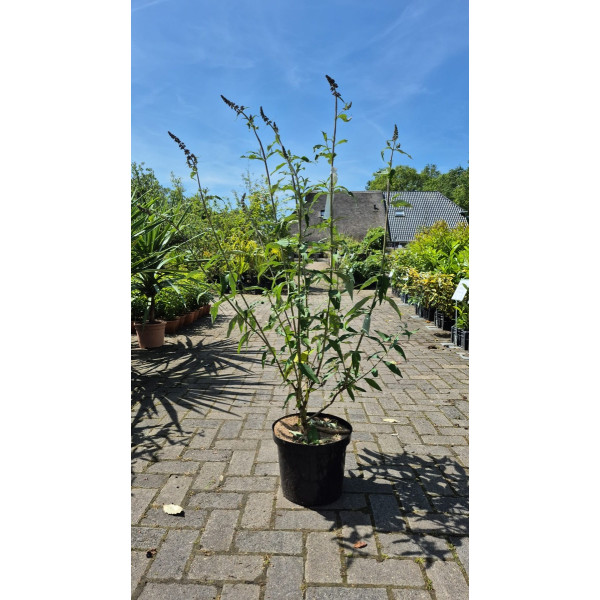 Buddleja davidii Black Knight - Vlinderstruik