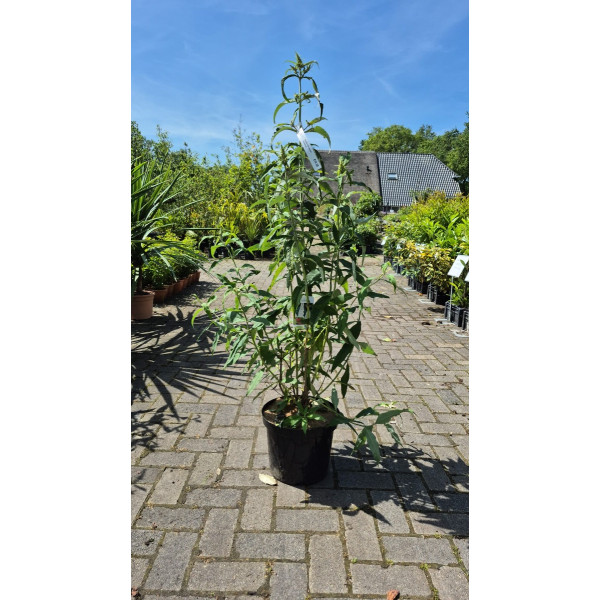 Buddleja davidii White Profusion - Vlinderstruik