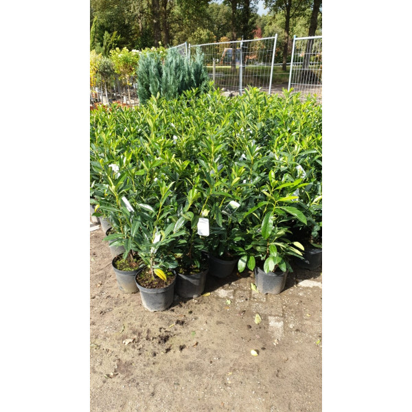Laurier - Prunus laurocerasus Caucasica
