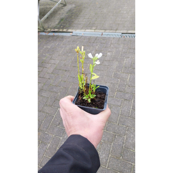 Chelone obliqua Alba - Schildpadbloem