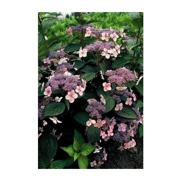 Hydrangea serr. Bluebird - Hortensia