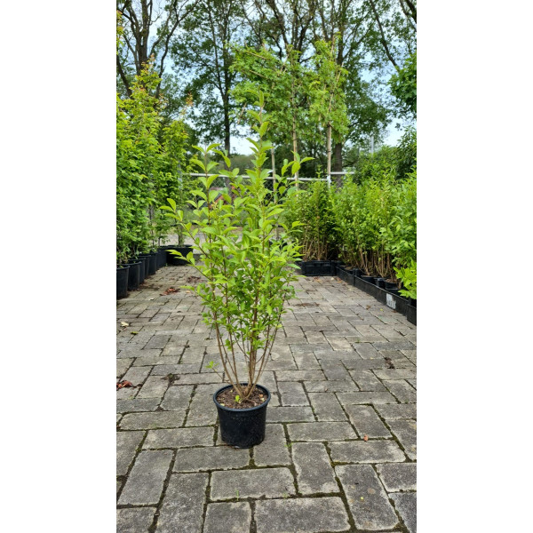 Ligustrum ovalifolium - Liguster