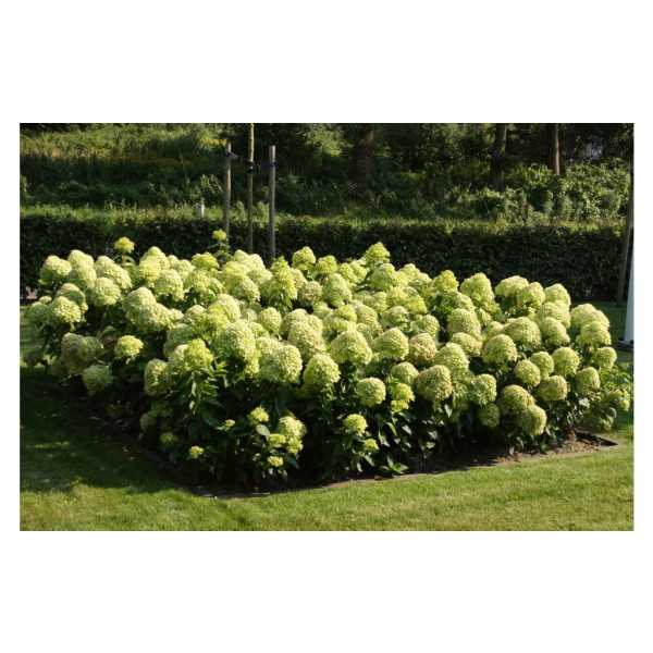 Hydrangea pan. Little Lime - Pluimhortensia