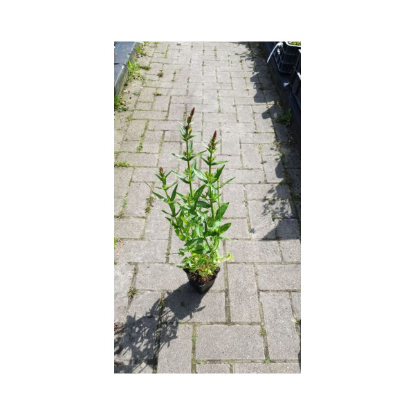 Lythrum salicaria Robert - Grote kattenstaart
