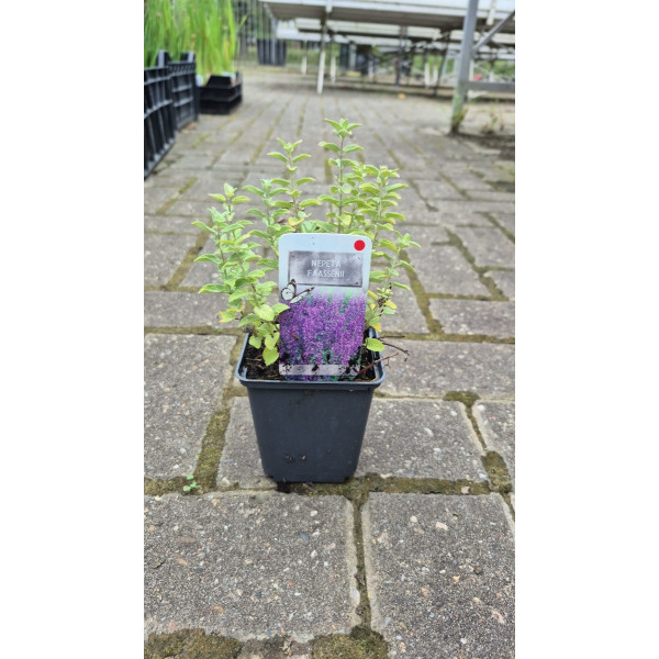 Nepeta faassenii - Kattenkruid