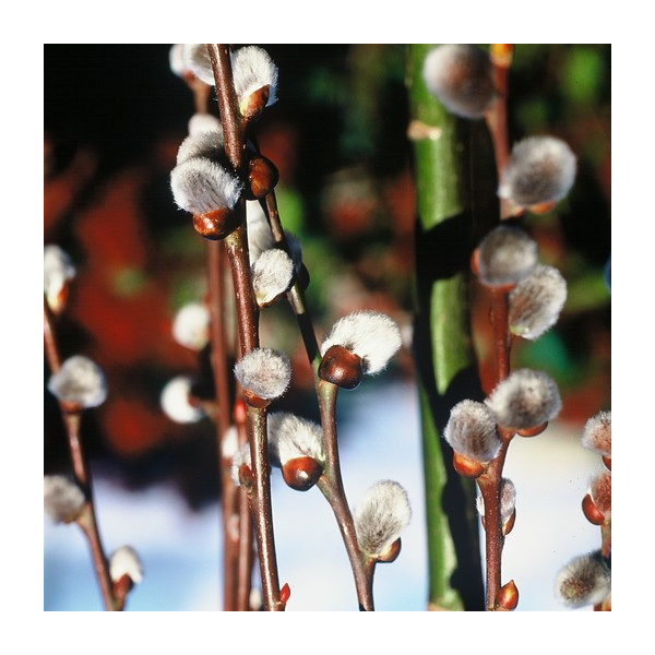 Salix caprea - Boswilg