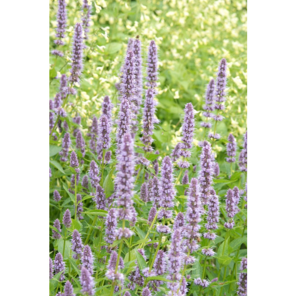 Agastache Black Adder - Dropplant - 