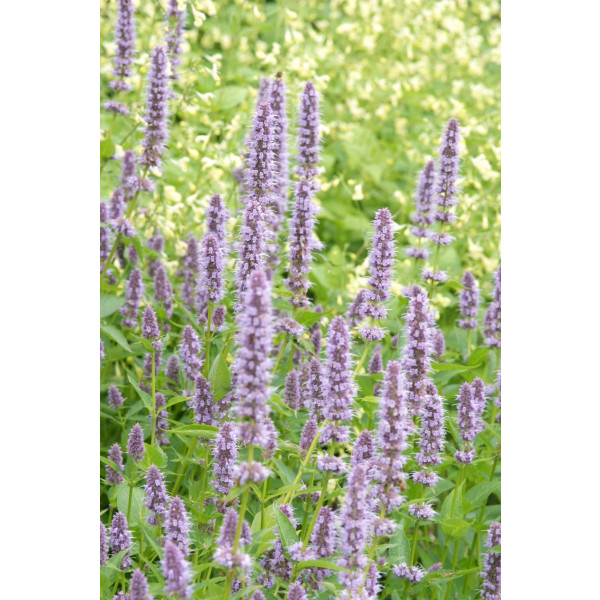 Agastache 'Black Adder' - Dropplant - 