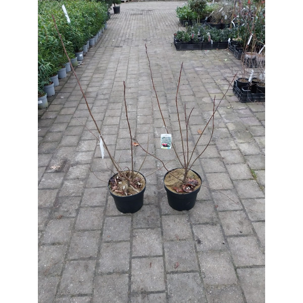 Amelanchier lamarckii - Krent