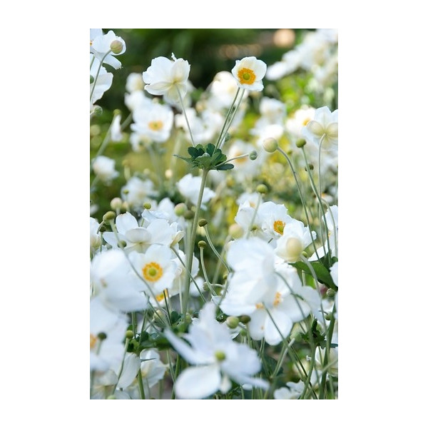 Anemone Honorine Jobert - herfstanemoon