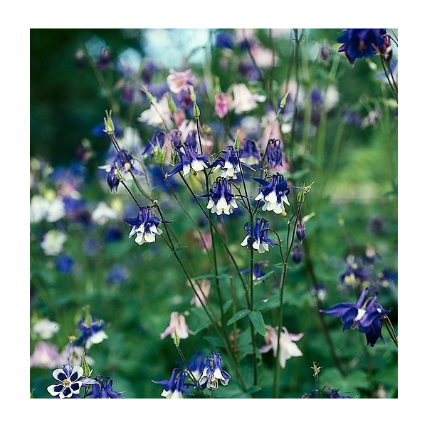 Aquilegia 'Biedermeier' - Akelei - 