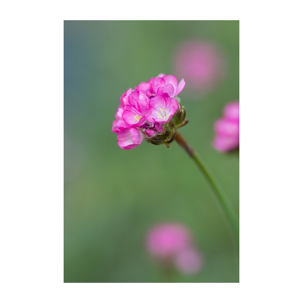 Armeria juniperifolia - Engels gras