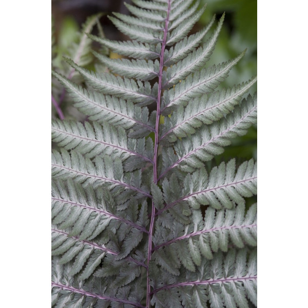 Athyrium Ghost - Wijfjesvaren - 