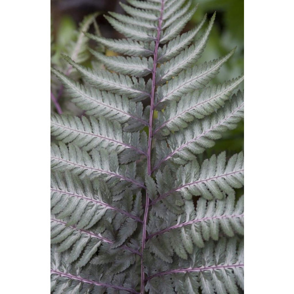 Athyrium niponicum pictum - Japanse regenboogvaren - 