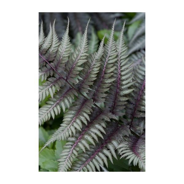 Athyrium filix-femina Frizelliae - Wijfjesvaren - 