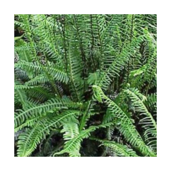 Blechnum spicant - Dubbelloof