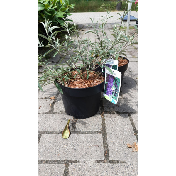 Buddleja davidii 'Nanho Blue' - Vlinderstruik