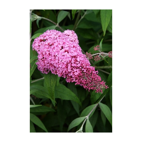 Buddleja davidii Pink Delight - Vlinderstruik