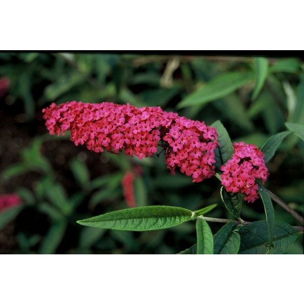 Buddleja davidii 'Royal Red' - Vlinderstruik