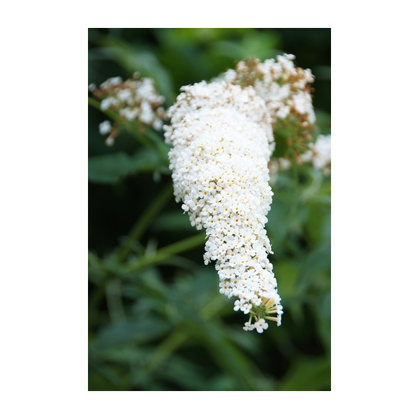 Buddleja davidii White Profusion - Vlinderstruik