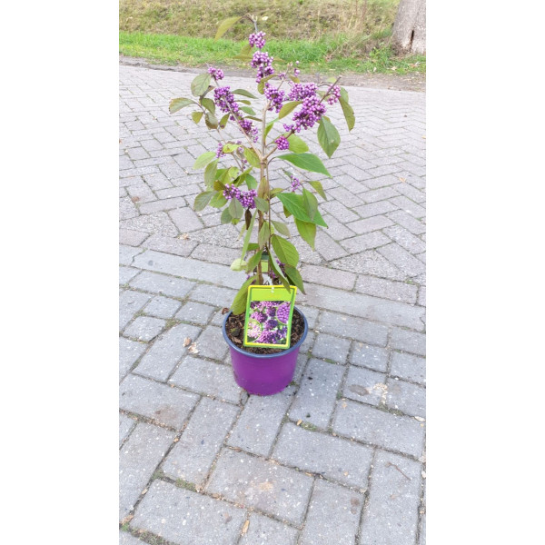 Callicarpa bodinieri Profusion - Schoonvrucht