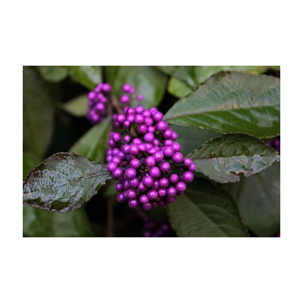 Schoonvrucht - Callicarpa bodinieri 'Profusion'