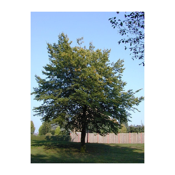 Haagbeuk - Carpinus betulus - boom