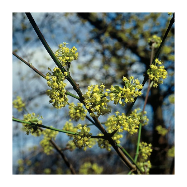 Cornus mas - gele Kornoelje