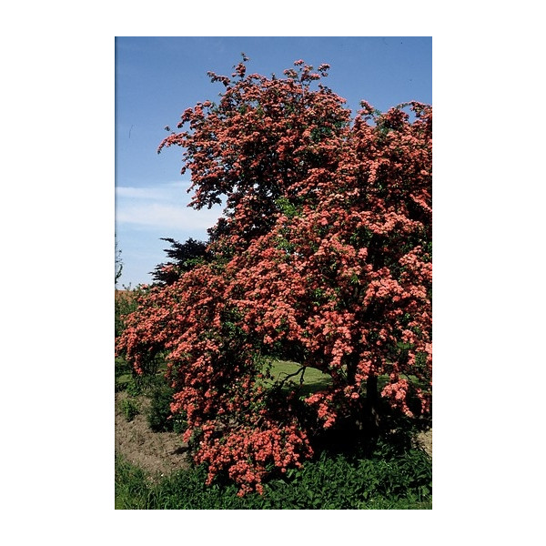 Rode meidoorn - Crataegus 'Paul's Scarlet' - struik