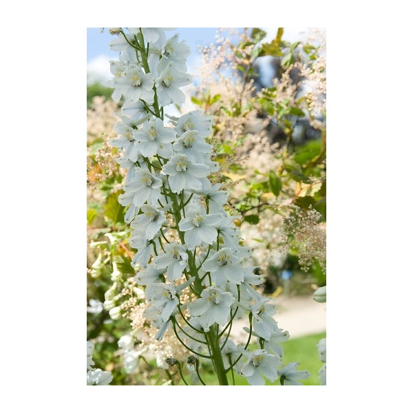 Delphinium (P) 'Galahad' - Ridderspoor - 