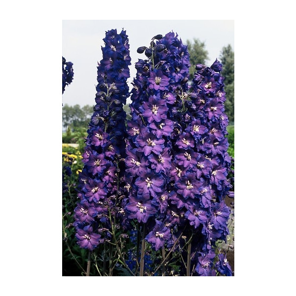 Delphinium (P) 'King Arthur' - Ridderspoor - 