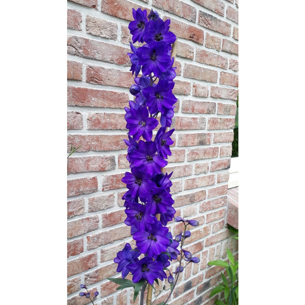 Delphinium (P) 'Blue Bird' - Ridderspoor - 