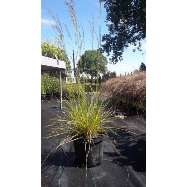 Deschampsia cespitosa Bronzeschleier - Ruwe smele