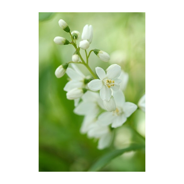 Bruidsbloem - Deutzia gracilis
