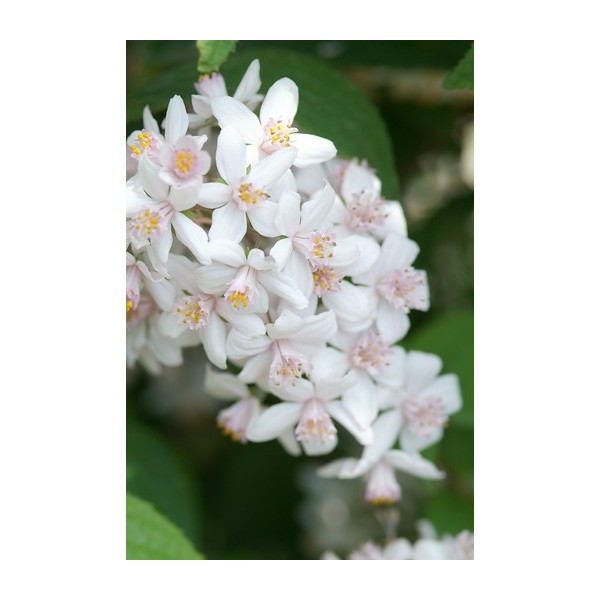 Bruidsbloem - Deutzia Mont Rose