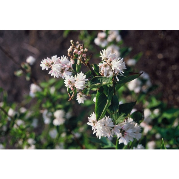 Bruidsbloem - Deutzia scabra Plena