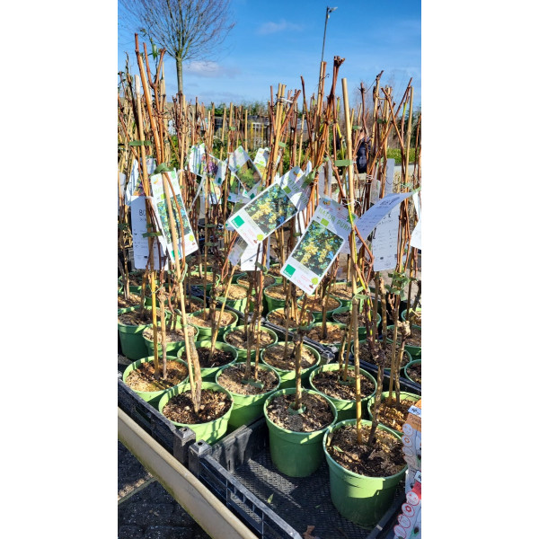 Vitis 'Boskoop Glory' Blauwe buitendruif