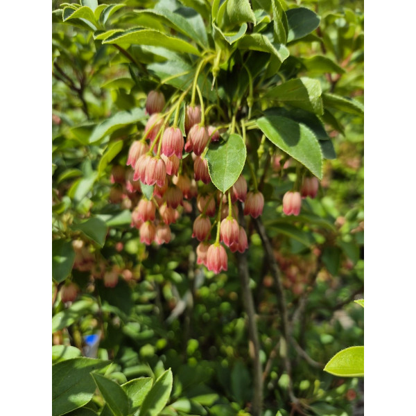 Enkianthus campanulatus - Pronkklokje