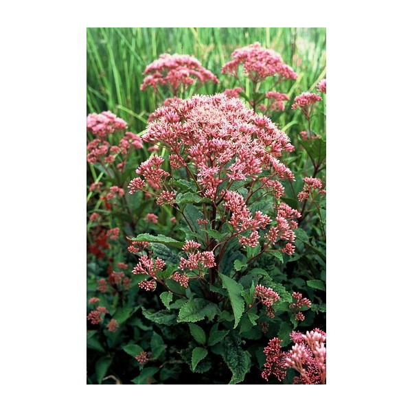 Eupatorium mac. Atropurpureum - Leverkruid