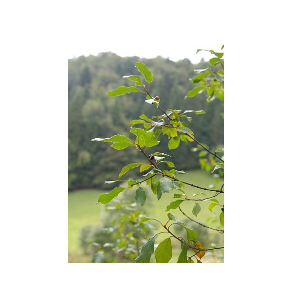 Rhamnus frangula / Frangula alnus - vuilboom